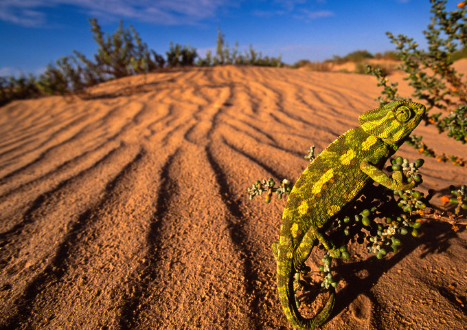 Haunting photos of the Sinai by Omar Attum ’91