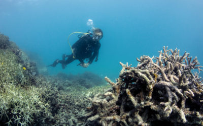 Corals in Peril