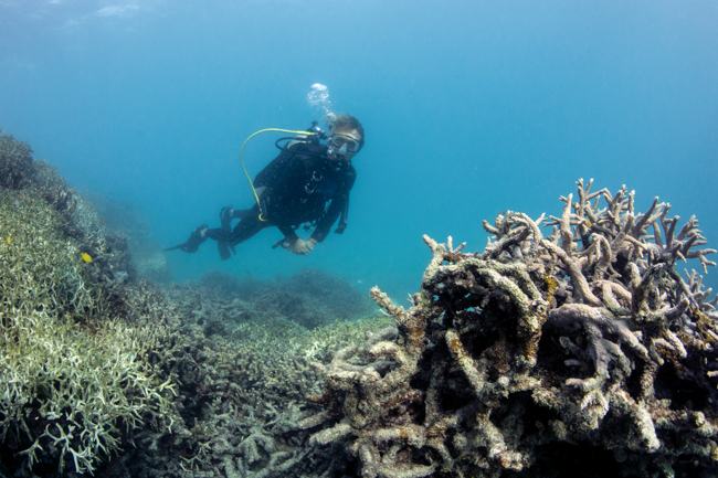 Corals in Peril